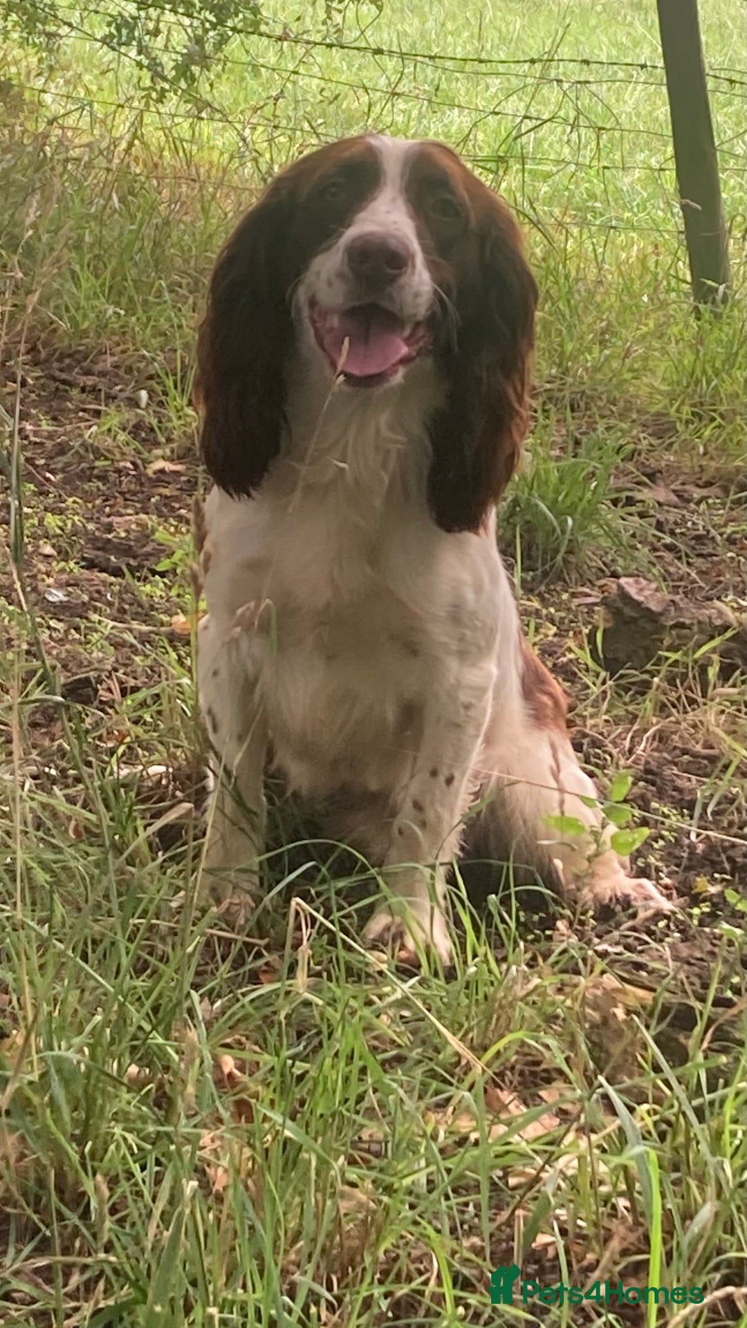 Sprocker dogs for stud: Working Liver and White Sprocker - Image 2