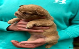 French Bulldog dogs for sale: Visual Fluffy 🧶 New Shade Frenchies 💎  - Image 22