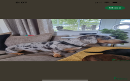 Miniature Dachshund dogs for sale: Mini dachshund puppies 6 weeks - Advert 36