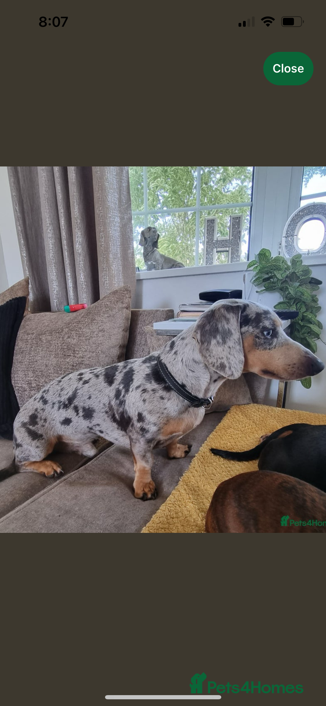 Miniature Dachshund dogs for sale: Mini dachshund puppies 6 weeks - Advert 36