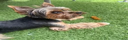 Yorkshire Terrier dogs for stud: Beautiful Yorkshire Terrier Stud Available - Advert 7