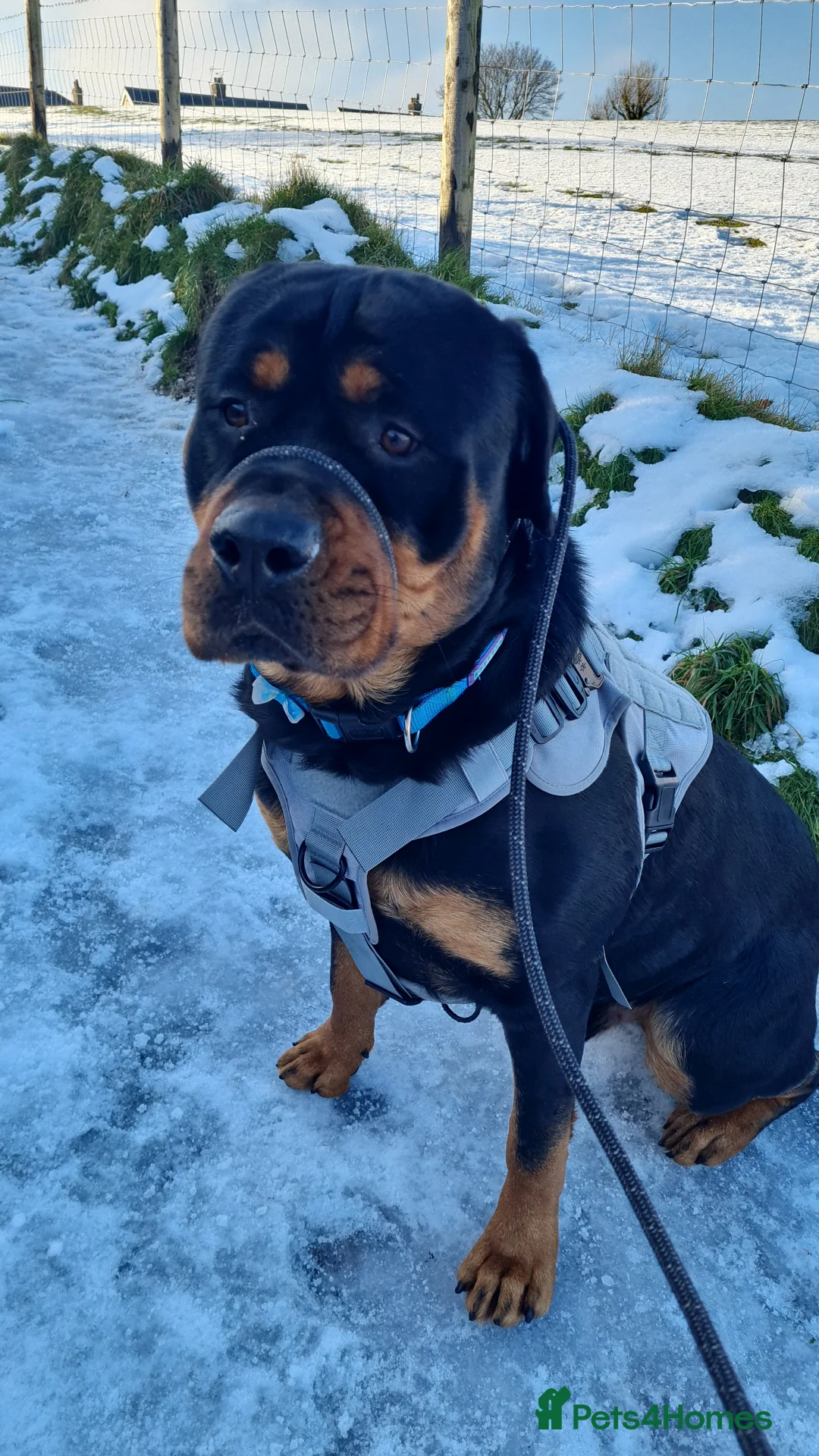 Rottweiler dogs for stud: Bruno the Rottweiler Stud Services in Wrexham - Advert 26