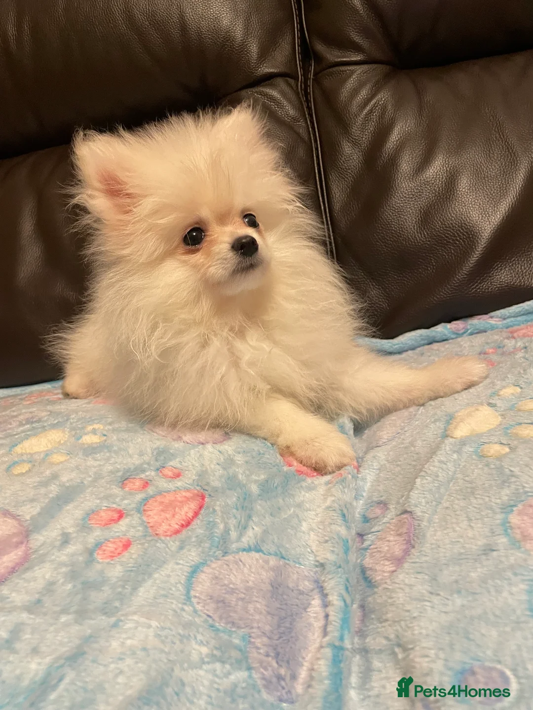 Pomeranian dogs for sale: Stunning little Pomeranian KC white Boy - Advert 3