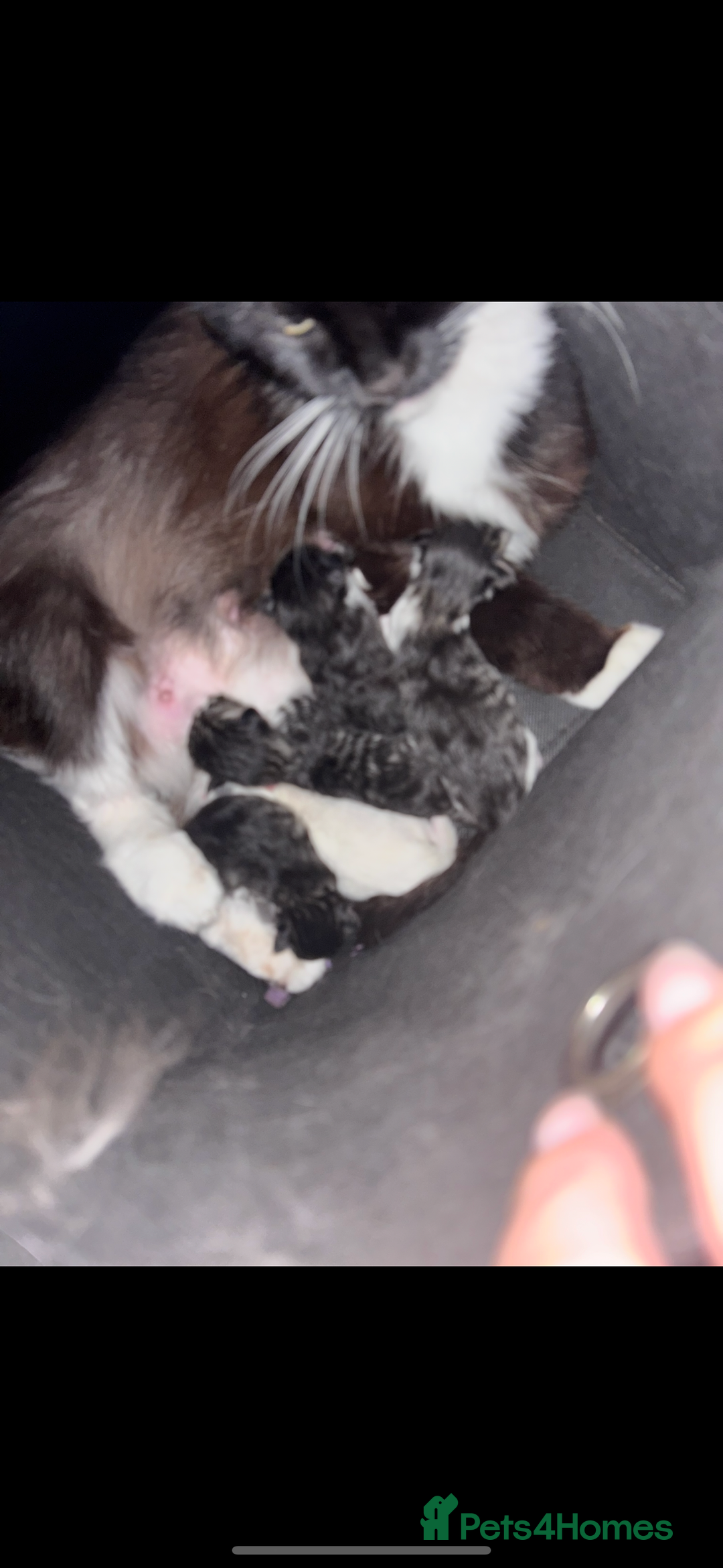Maine Coon cats for sale: 3 boys Maine coon & 1 white female ready 13th aug! - Image 13