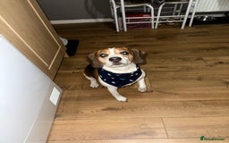 Beagle dogs for stud: Beagle for stud - Image 6