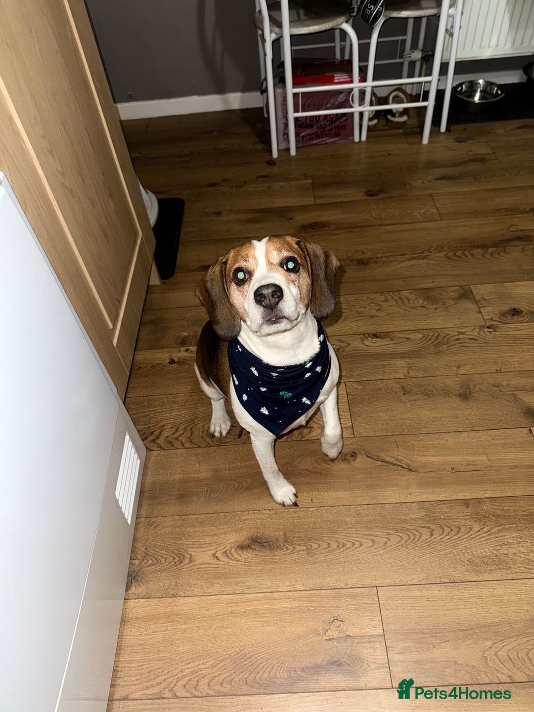 Beagle dogs for stud: Beagle for stud - Image 6