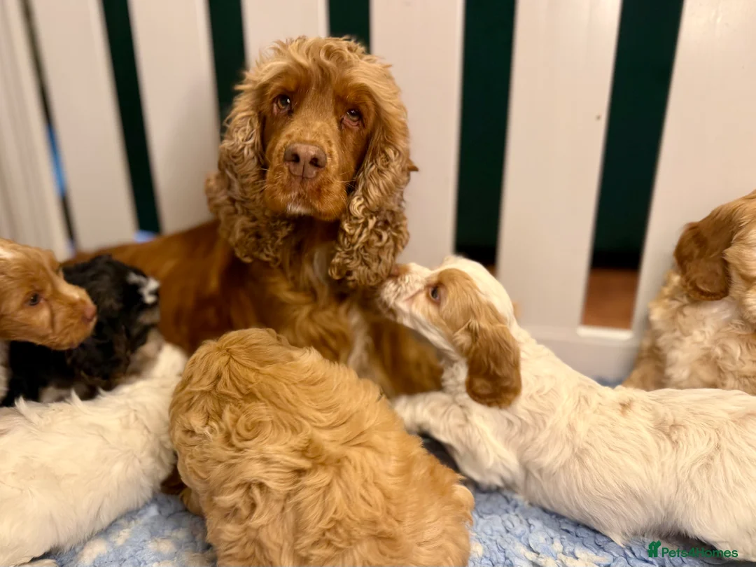 Cockapoo dogs for sale: Sweet Natured, Healthy & Happy Cockapoos - Advert 2