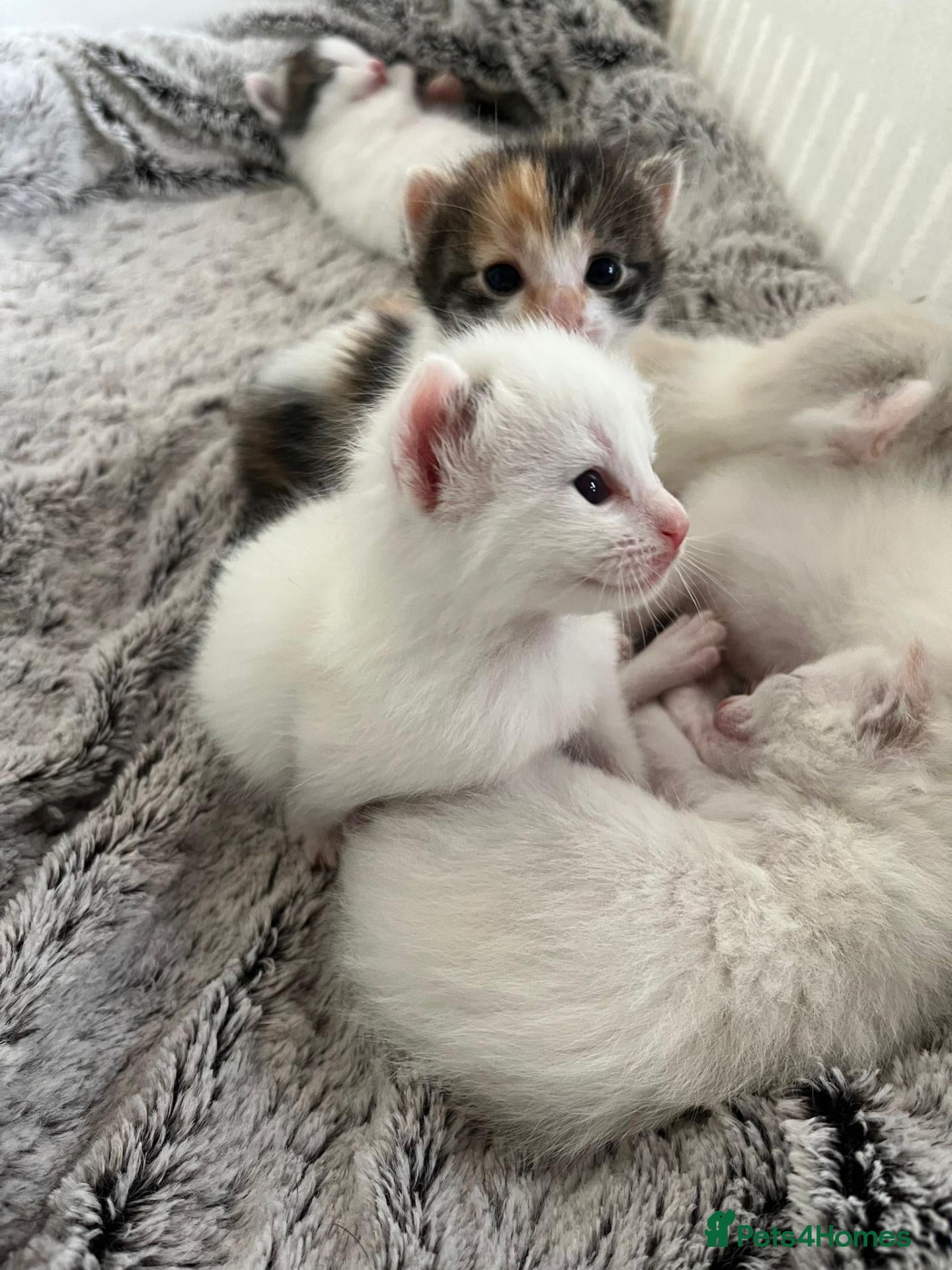 Ragdoll cats Stunning, Friendly Ragdoll cross kittens - Advert 1