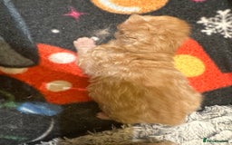 Maine Coon cats for sale: Gorgeous Maine coone kittens  - Image 18