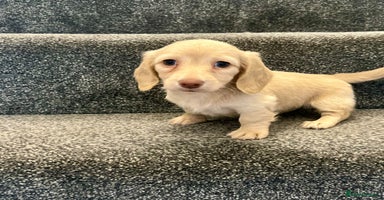 Miniature Dachshund dogs - Advert 14