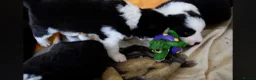 Border Collie dogs for sale: ISDS registered pups from amazing lines - Advert 25