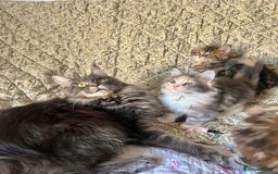 Maine Coon cats for sale: Full Maine Coon Kittens - Image 2
