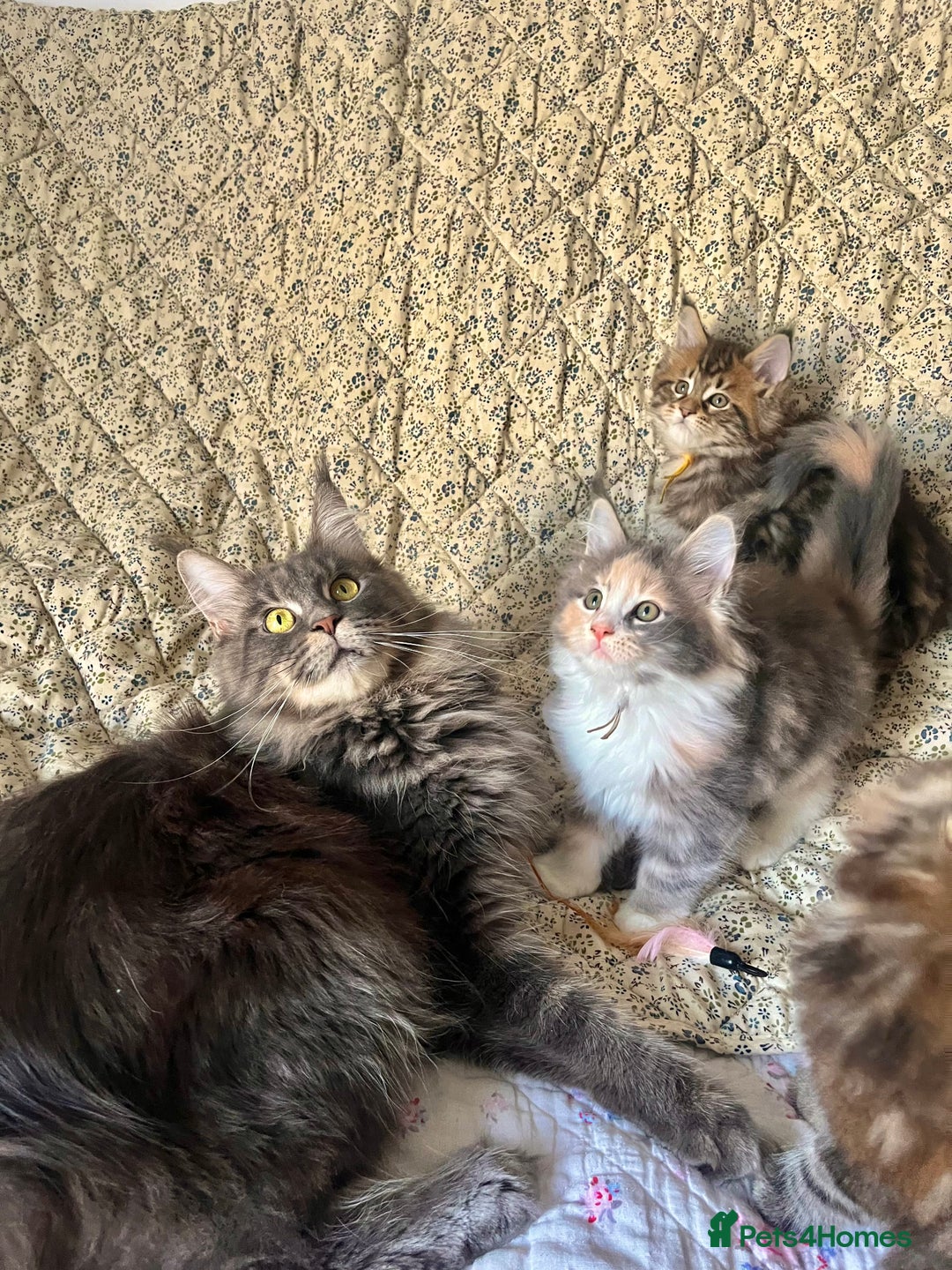 Maine Coon cats for sale: Full Maine Coon Kittens - Image 2