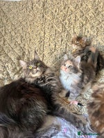 Maine Coon cats - Advert 12