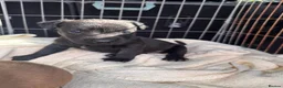 Patterdale Terrier dogs for sale: Full Patterdale  - Advert 6