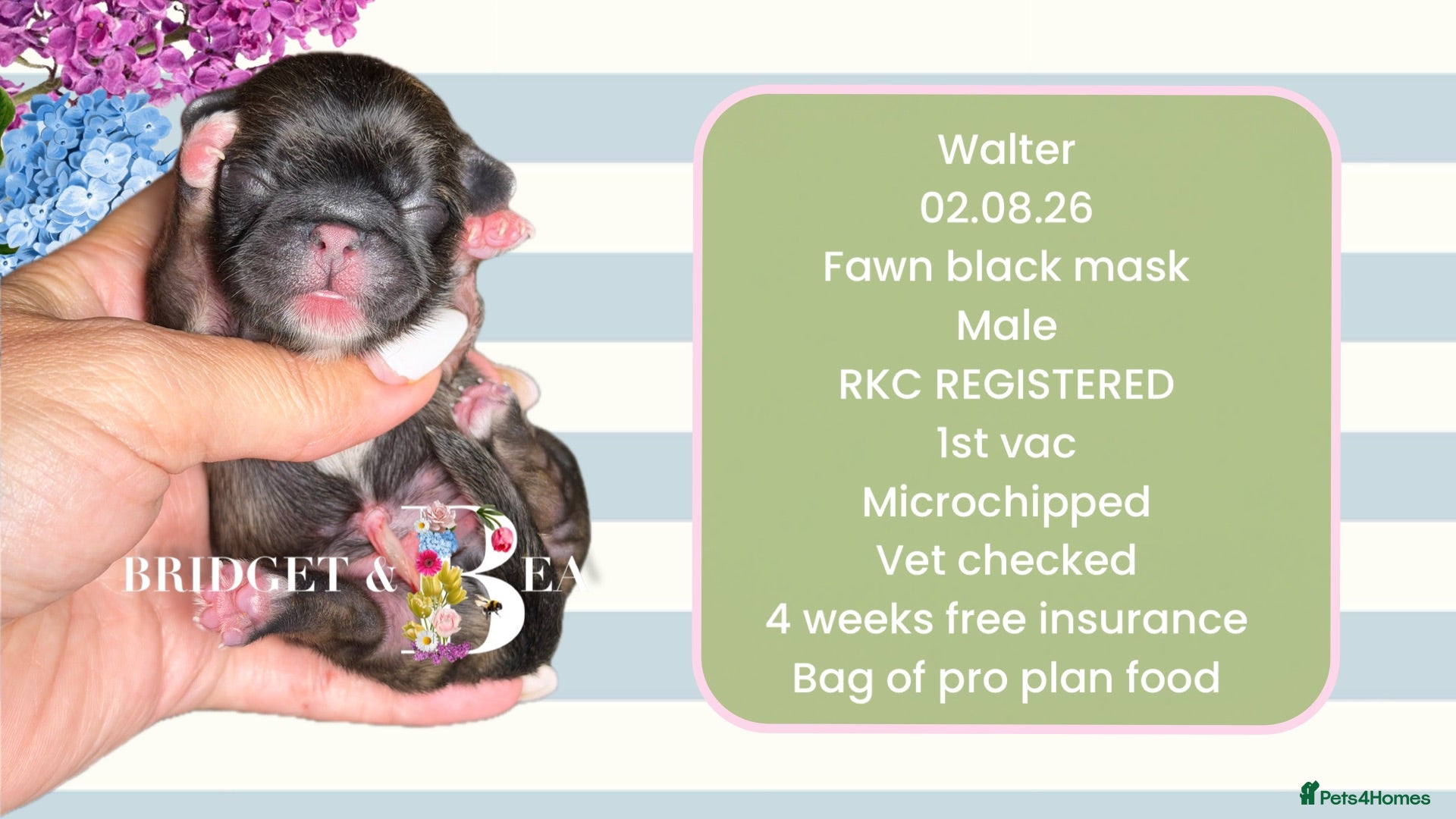 Pekingese dogs 💐WAITING LIST NOW OPEN💐 - Advert 10