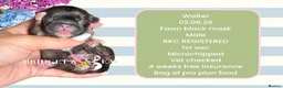 Pekingese dogs for sale: 💐WAITING LIST NOW OPEN💐 - Advert 1