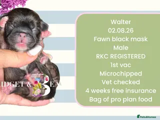 Pekingese dogs 💐WAITING LIST NOW OPEN💐 - Advert 1