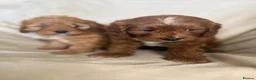 Cavapoo dogs for sale: Gorgeous Red Cavapoo Puppies - Advert 8