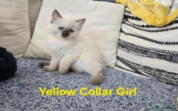 Ragdoll cats for sale: Beautiful ragdoll kittens - Image 35