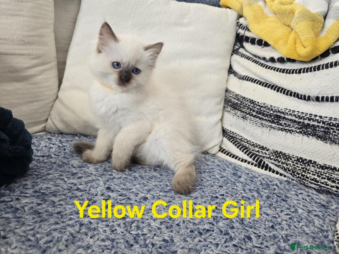Ragdoll cats for sale: Beautiful ragdoll kittens - Image 35