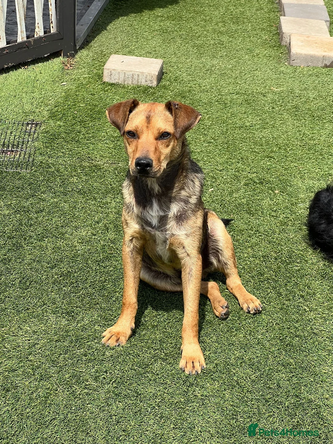 Mixed Breed dogs for adoption: Nolan needs a loving home  in Salisbury - Advert 2