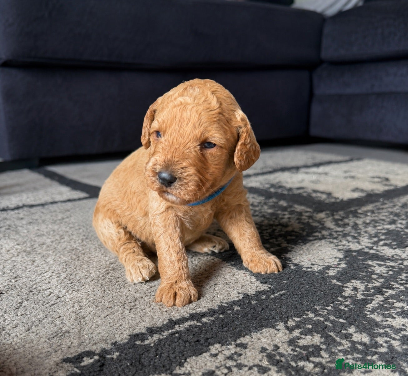 Cockapoo dogs Beautiful F1b Cockapoo puppies - Advert 2