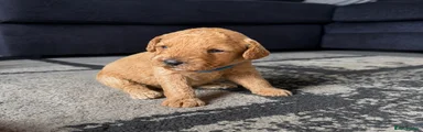 Cockapoo 1