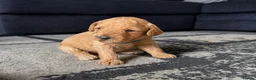 Cockapoo dogs for sale: Beautiful F1b Cockapoo puppies in Ruthin - Advert 2