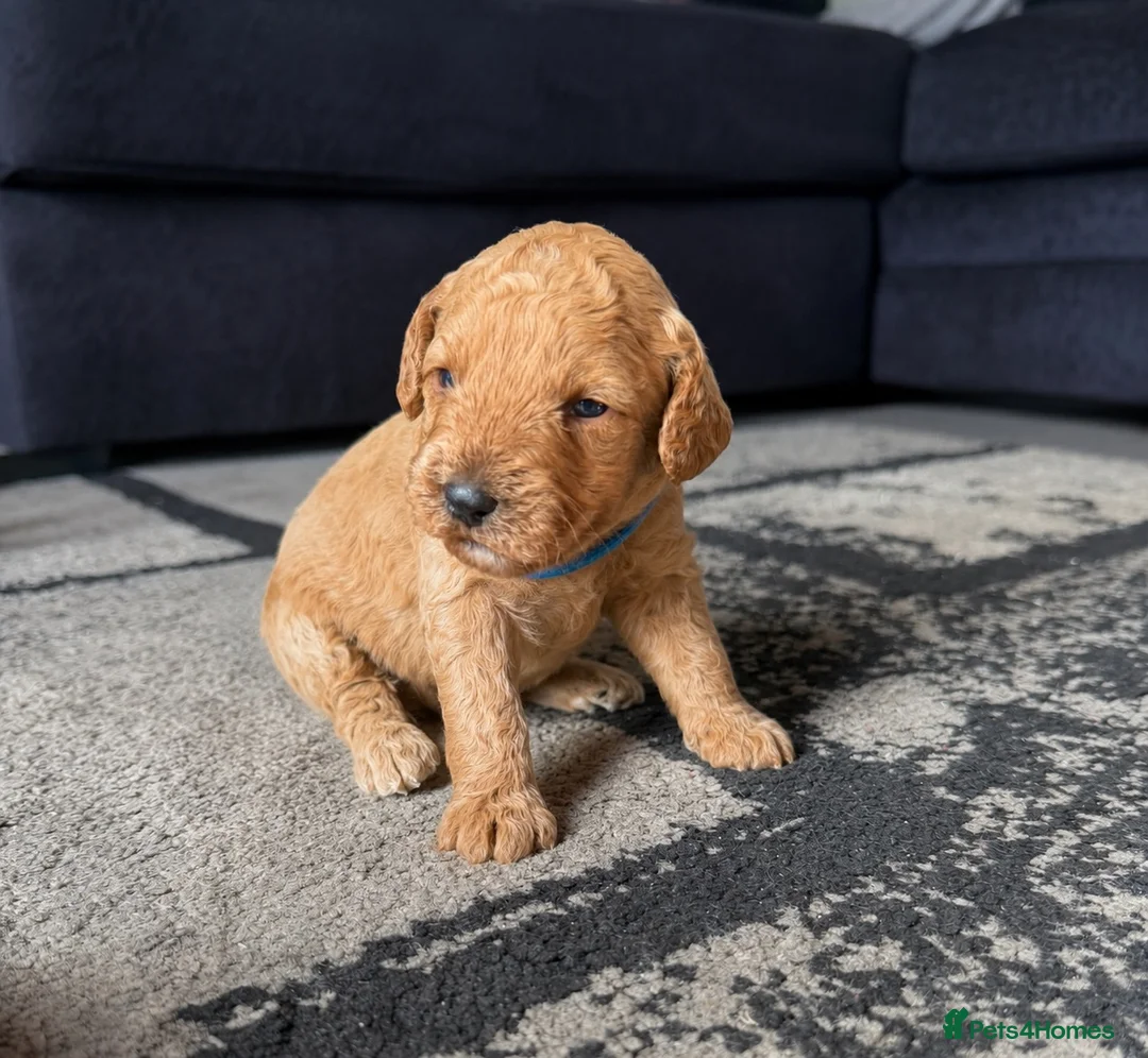 Cockapoo dogs for sale: Beautiful F1b Cockapoo puppies in Ruthin - Advert 2