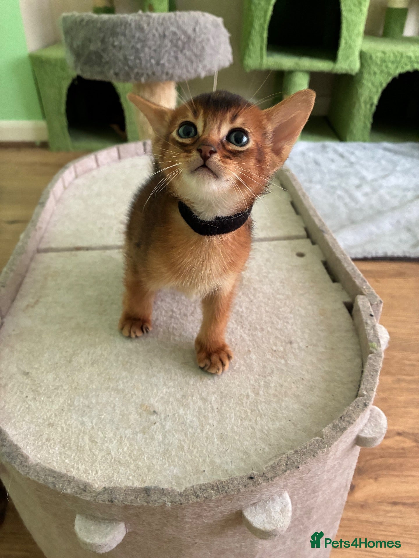 Abyssinian cats TICA 5* Pedigree Abyssinians  - Advert 2