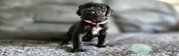 Great Dane dogs for sale: Exceptional Great Dane puppies 🐶  - Advert 9