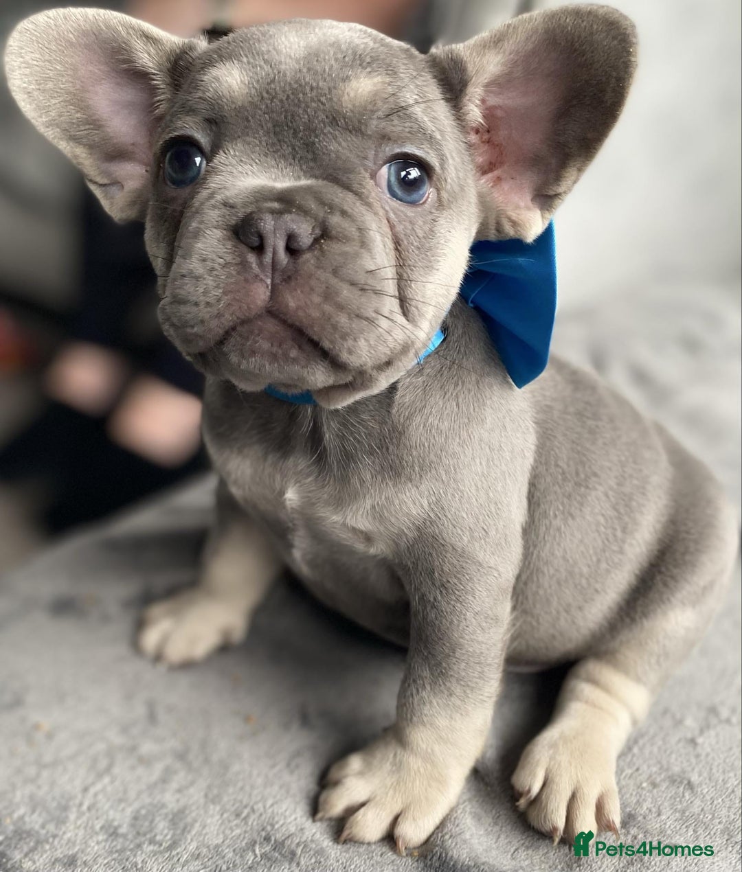 French Bulldog dogs for sale: Fluffy carrier French bulldogs - Advert 3