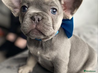 French Bulldog dogs - Advert 5