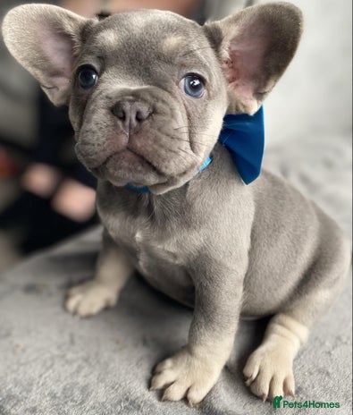 French Bulldog dogs - Advert 5