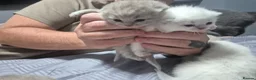 British Shorthair cats for sale: ☆☆ prestige chunky & solid british shorthairs ☆☆ - Advert 11