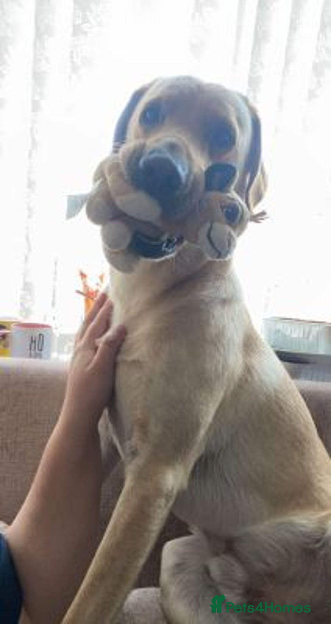 Labrador Retriever dogs for sale: stunning KC registed Labrador Retriever - Image 3