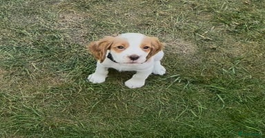 Cocker Spaniel dogs - Advert 11