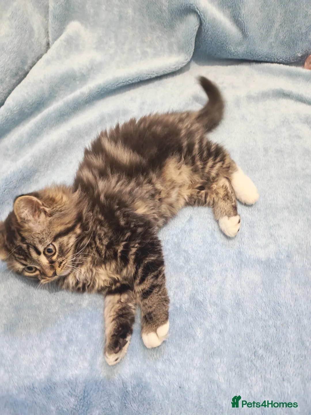 Mixed Breed cats for sale: Sccotis flod & Fluffy kittens VIDEOS - Advert 6