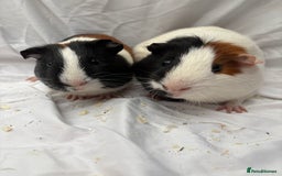 Guinea Pig rodents for sale: Bonded Male Guinea Pigs - Advert 7