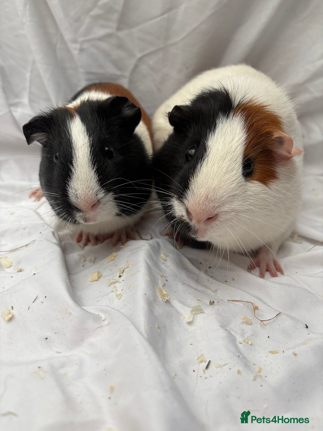 Guinea Pig rodents for sale: Bonded Male Guinea Pigs - Advert 7