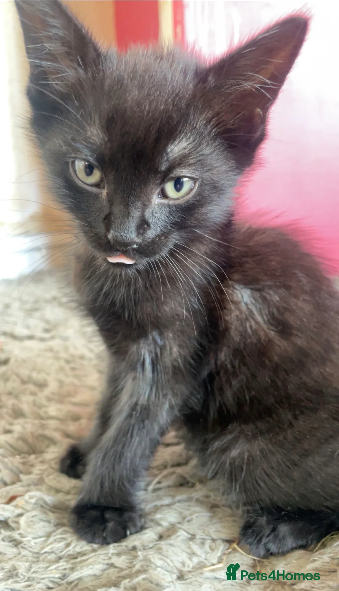 Mixed Breed cats for sale: Two Kittens 10 Weeks Ready To leave  - Advert 2