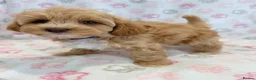Maltipoo dogs for sale: Beautiful F1 Health Tested Maltipoo babies 💙🐾💖 - Advert 8