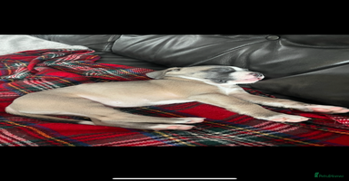 Mixed Breed dogs - Advert 6