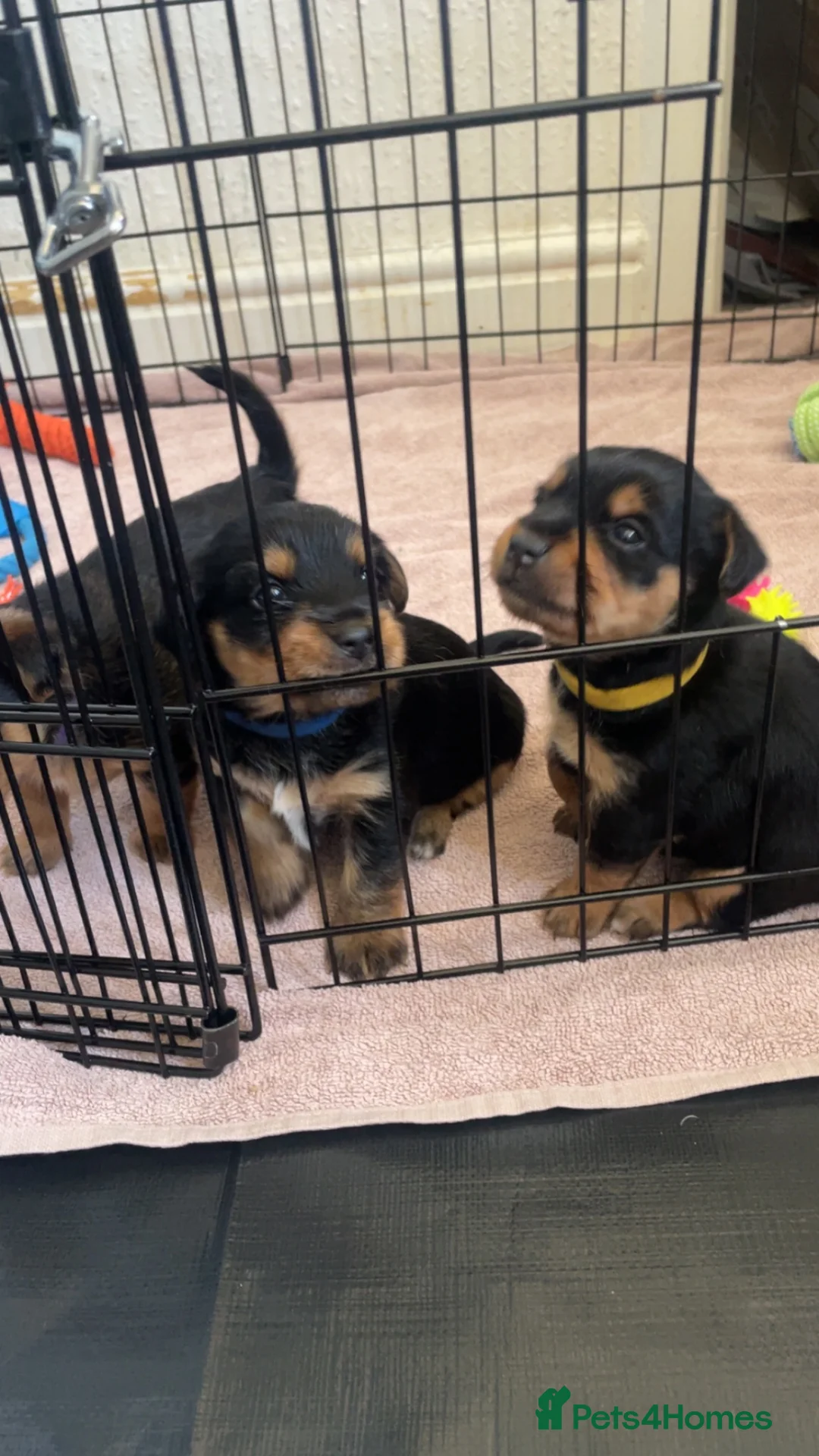 Mixed Breed dogs for sale: Beautiful Patterjack x Yorkshire terrier pups  - Advert 16