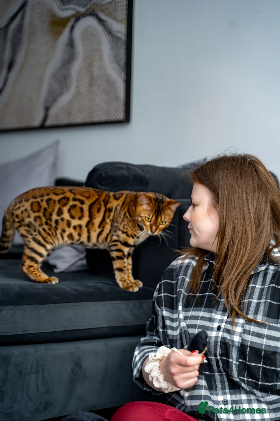 Bengal cats for sale: Stunning Bengal - Sophie. Forever family only. - Advert 26
