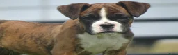 Boxer dogs for sale: Beautiful boxer puppy  - Advert 6