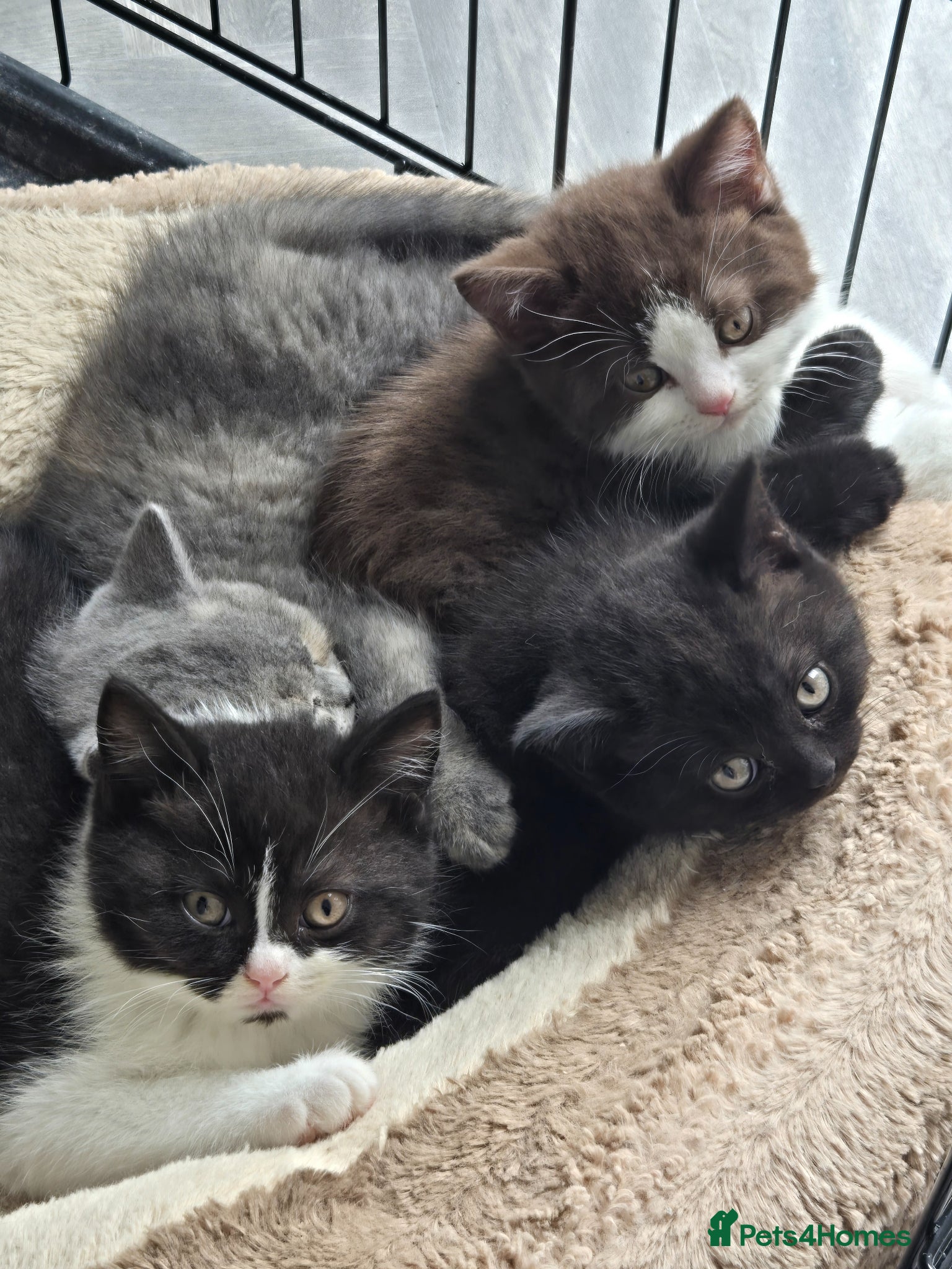 British Shorthair cats READY NOW 2 BSH MALES - Advert 8