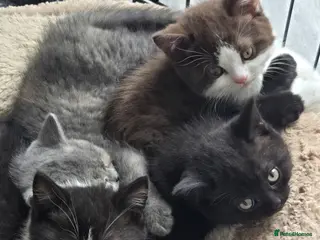 British Shorthair cats READY NOW 2 BSH MALES - Advert 8