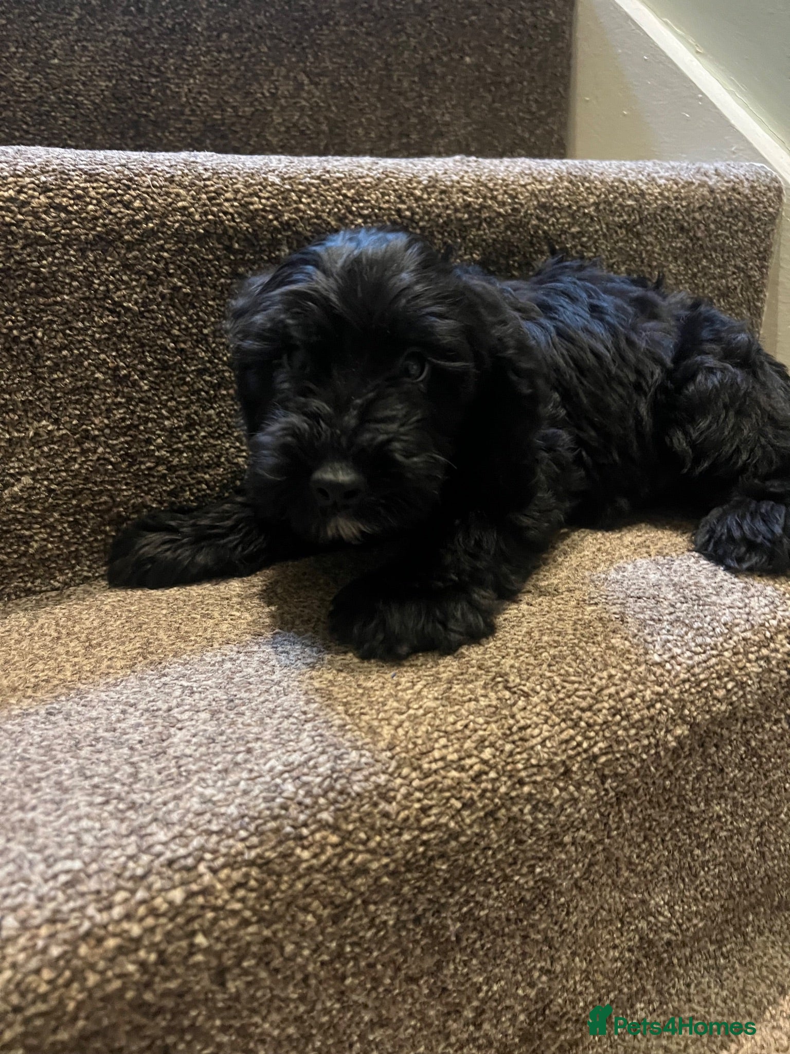 Cockapoo dogs Lovely litter of black F2 cockapoos  - Advert 2